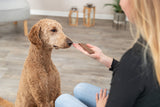 Eine Person bietet einem sitzenden hellbraunen Hund ein Leckerli in einem hellen Raum an.
