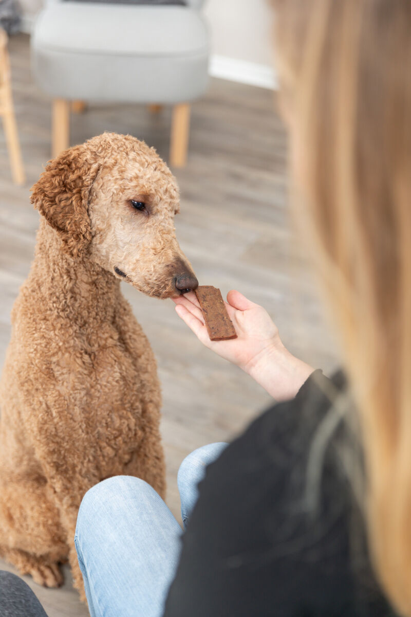 Eine Person hält einem sitzenden Hund ein rechteckiges Leckerli hin, Hintergrund mit Holzboden.