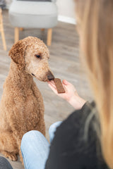 Eine Person hält einem sitzenden Hund ein rechteckiges Leckerli hin, Hintergrund mit Holzboden.