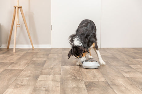PHO_PRO_DOG_32004-12