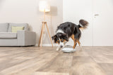 PHO_PRO_DOG_32004-13