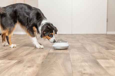 PHO_PRO_DOG_32004-16