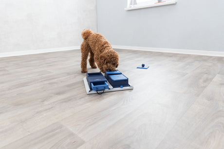 PHO_PRO_DOG_32012-5