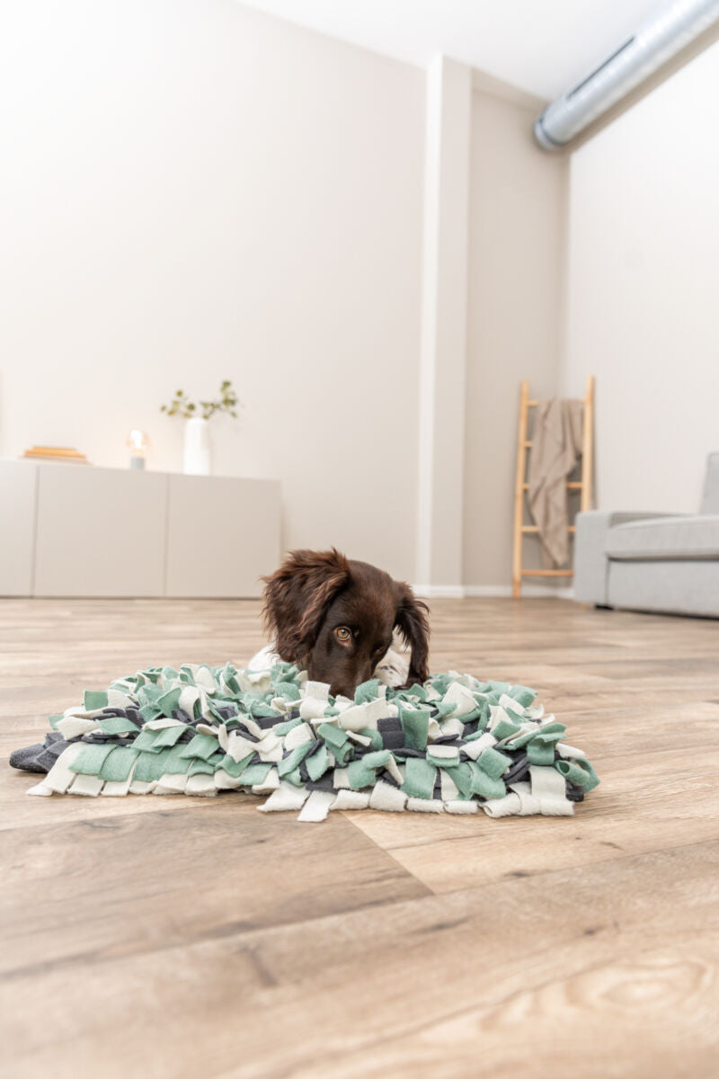 Ein brauner Hund liegt auf einem grünen und grauen Stoffteppich auf einem Holzboden in einem Wohnzimmer.