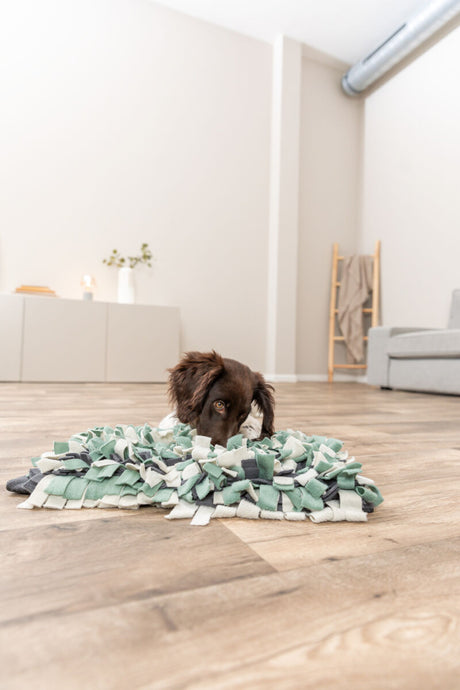 Ein brauner Hund liegt auf einem grünen und grauen Stoffteppich auf einem Holzboden in einem Wohnzimmer.
