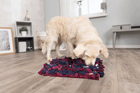 PHO_PRO_DOG_32037-2