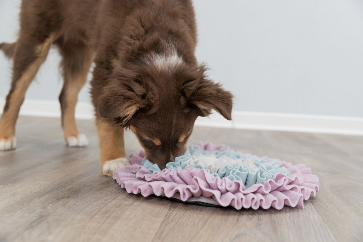 PHO_PRO_DOG_32039-3
