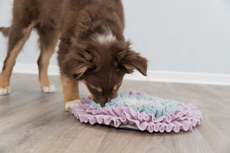 PHO_PRO_DOG_32039-3