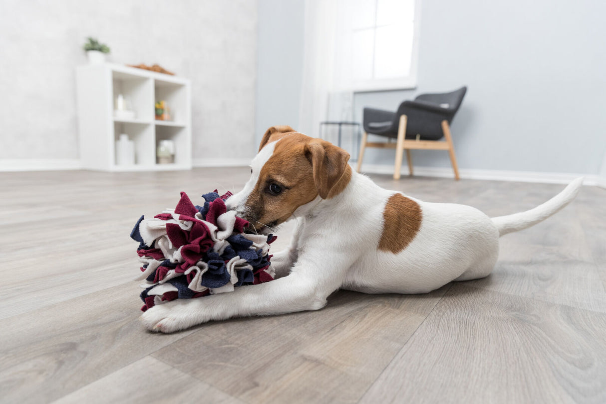 PHO_PRO_DOG_32047-1