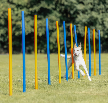 PHO_PRO_DOG_3206-15