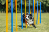 PHO_PRO_DOG_3206-9
