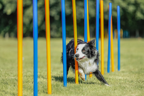 PHO_PRO_DOG_3206-9