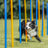 Hund läuft durch Slalomstangen auf grünem Rasen, Stangen in Blau und Orange, Bäume im Hintergrund.