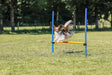 PHO_PRO_DOG_3207-10