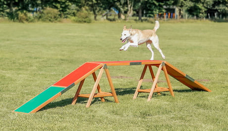 PHO_PRO_DOG_32090-8