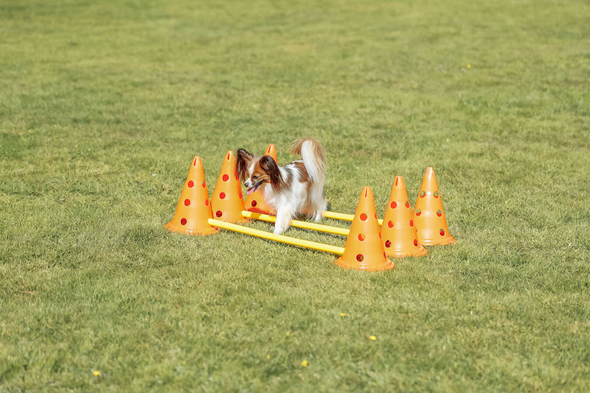 Kleiner Hund läuft über gelbe Stangen, die zwischen orangefarbenen Pylonen auf grüner Wiese angeordnet sind.