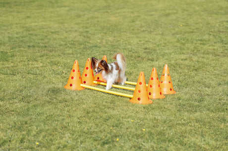 Kleiner Hund läuft über gelbe Stangen, die zwischen orangefarbenen Pylonen auf grüner Wiese angeordnet sind.