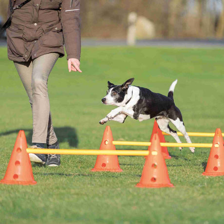 PHO_PRO_DOG_32091-1