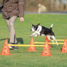 PHO_PRO_DOG_32091-1