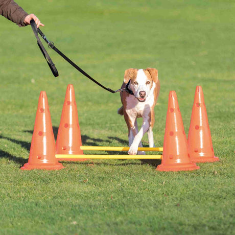 PHO_PRO_DOG_32092-1