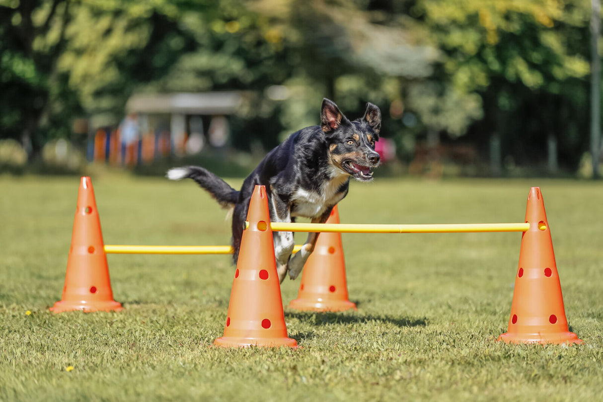 Hund springt über gelbe Stange, die zwischen orangefarbenen Hütchen auf grüner Wiese befestigt ist.