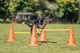 Hund springt über gelbe Stange, die zwischen orangefarbenen Hütchen auf grüner Wiese befestigt ist.