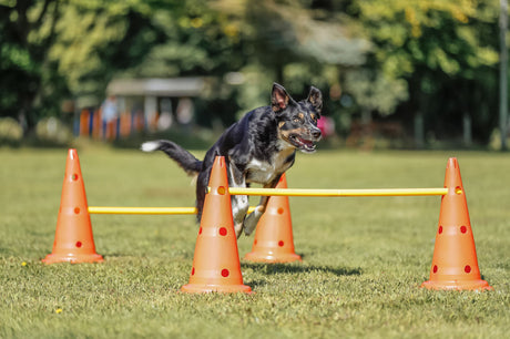 Hund springt über gelbe Stange, die zwischen orangefarbenen Hütchen auf grüner Wiese befestigt ist.