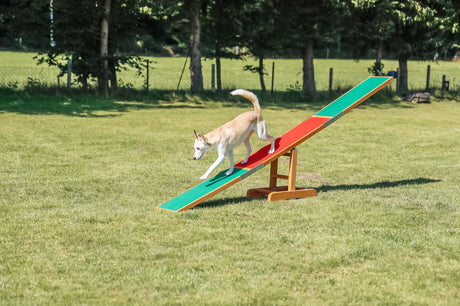 PHO_PRO_DOG_3213-10