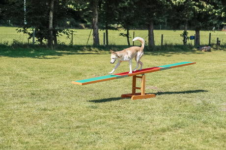 PHO_PRO_DOG_3213-9
