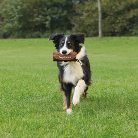 PHO_PRO_DOG_32192-3