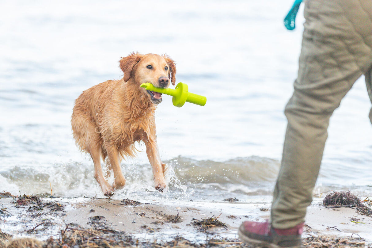 Ein nasser Hund mit Spielzeug im Maul läuft am Ufer eines Gewässers; eine Person steht daneben.