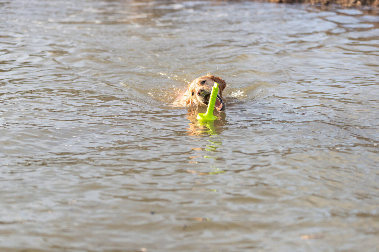 Ein Hund schwimmt im Wasser und hält ein grünes Spielzeug im Maul.