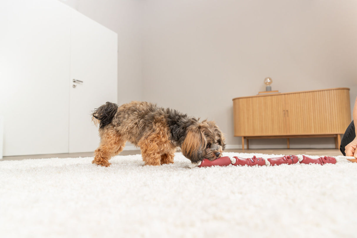 PHO_PRO_DOG_3252-2
