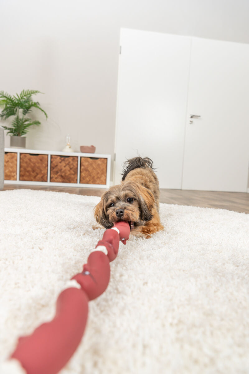 PHO_PRO_DOG_3252-4