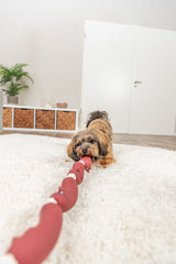 PHO_PRO_DOG_3252-4