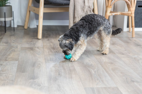 Ein kleiner Hund mit lockigem Fell spielt mit einem blauen Spielzeugball auf hellem Holzboden in einem Wohnzimmer.