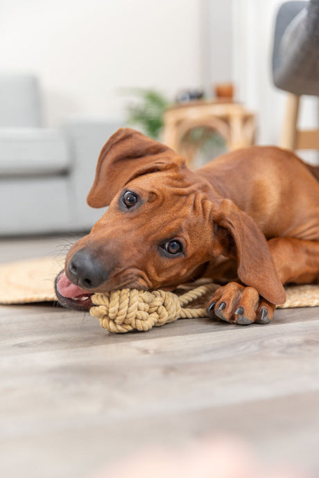 Brauner Hund kaut auf einem Seilspielzeug auf einem Holzboden in einem Wohnzimmer mit Couch und Pflanzen.