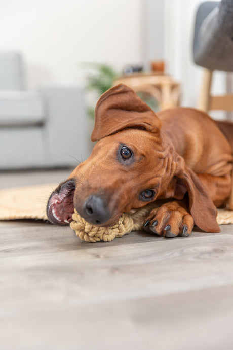 Ein Hund mit braunem Fell kaut auf einem geknoteten Spielzeug auf einem Holzboden in einem Wohnzimmer.