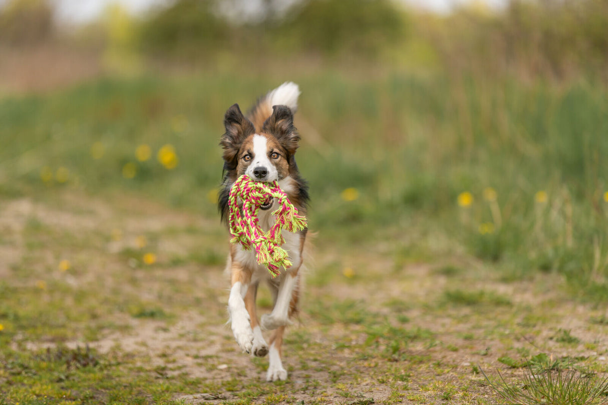 PHO_PRO_DOG_32650-3