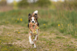 PHO_PRO_DOG_32650-3