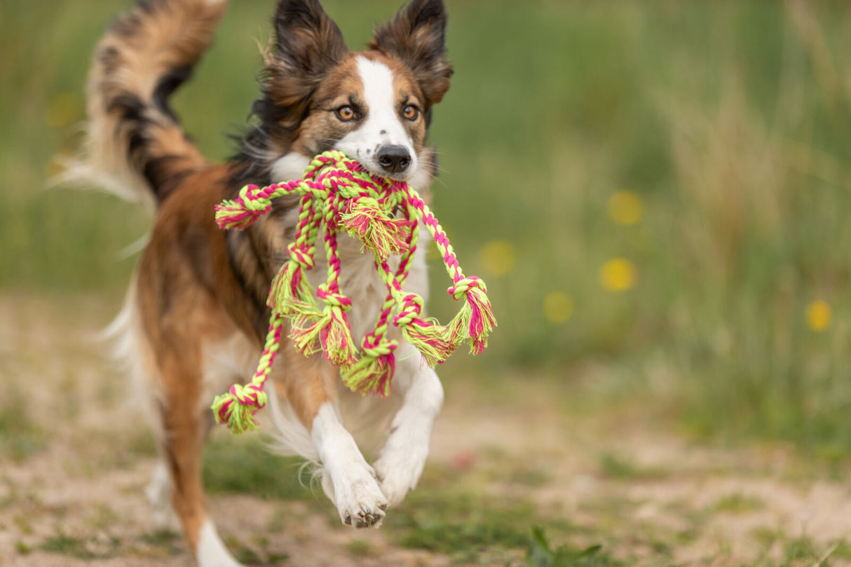 PHO_PRO_DOG_32650-5