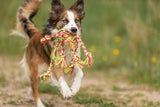 PHO_PRO_DOG_32650-5