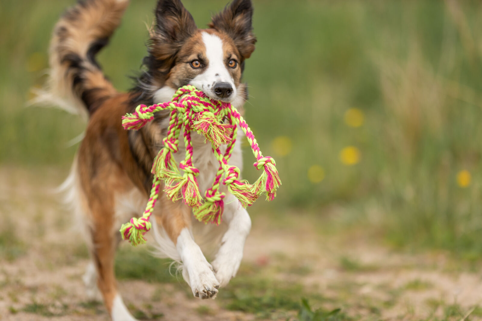 Ein Hund mit braunem und weißem Fell rennt mit einem bunten Stoffspielzeug im Maul auf einer Wiese.