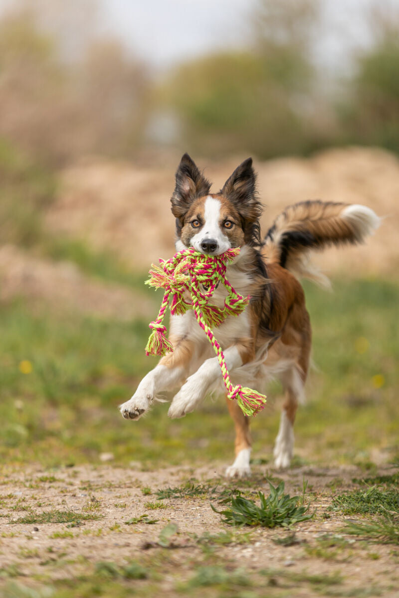 PHO_PRO_DOG_32650-7