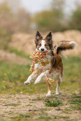 PHO_PRO_DOG_32650-7