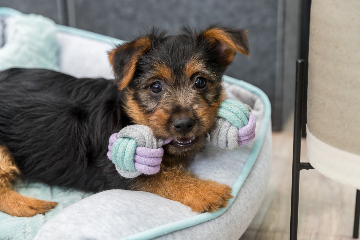 PHO_PRO_DOG_32811-1
