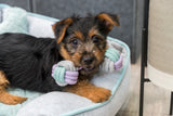 PHO_PRO_DOG_32811-1