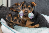 PHO_PRO_DOG_32811-2
