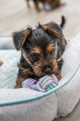 PHO_PRO_DOG_32811-3