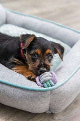 PHO_PRO_DOG_32811-4